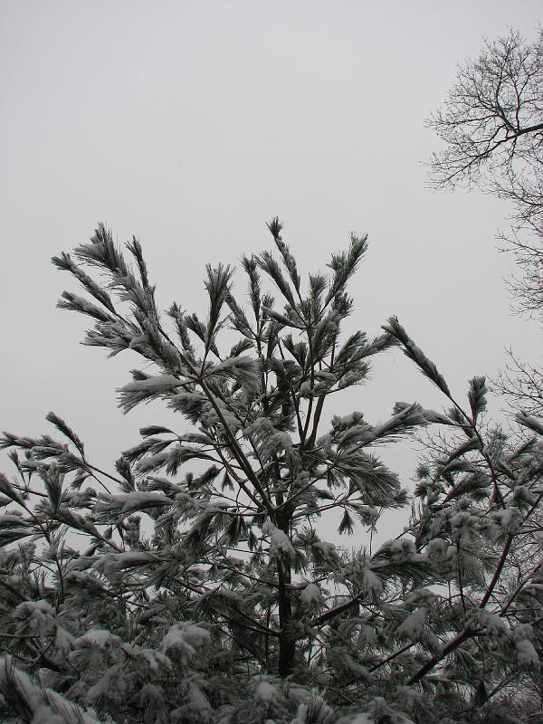 2008-12-07_First_Snow 029.jpg